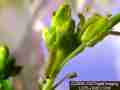 A nearly mature first instar Sara Orange-Tip butterfly larva on mustard host.